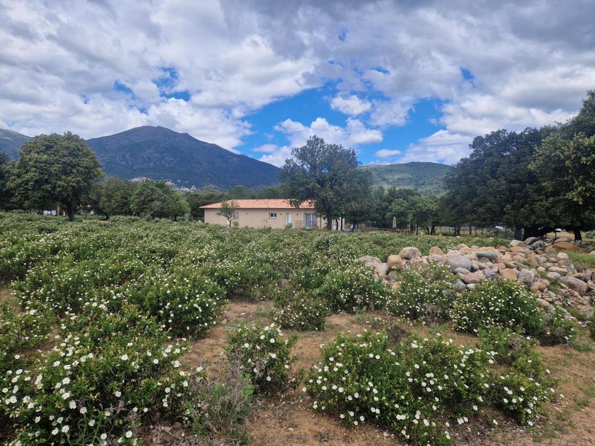 Domaine U Filanciu - Maison Chiara Avec Piscine - Centre Corse Moltifao Exterior photo